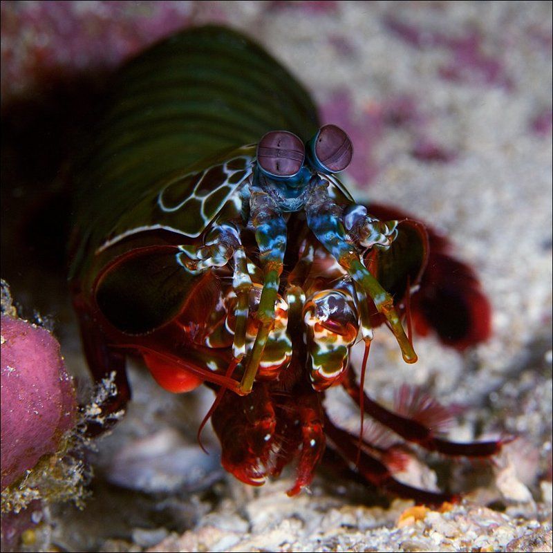 underwater, shrimp, mantis Mantis фото превью