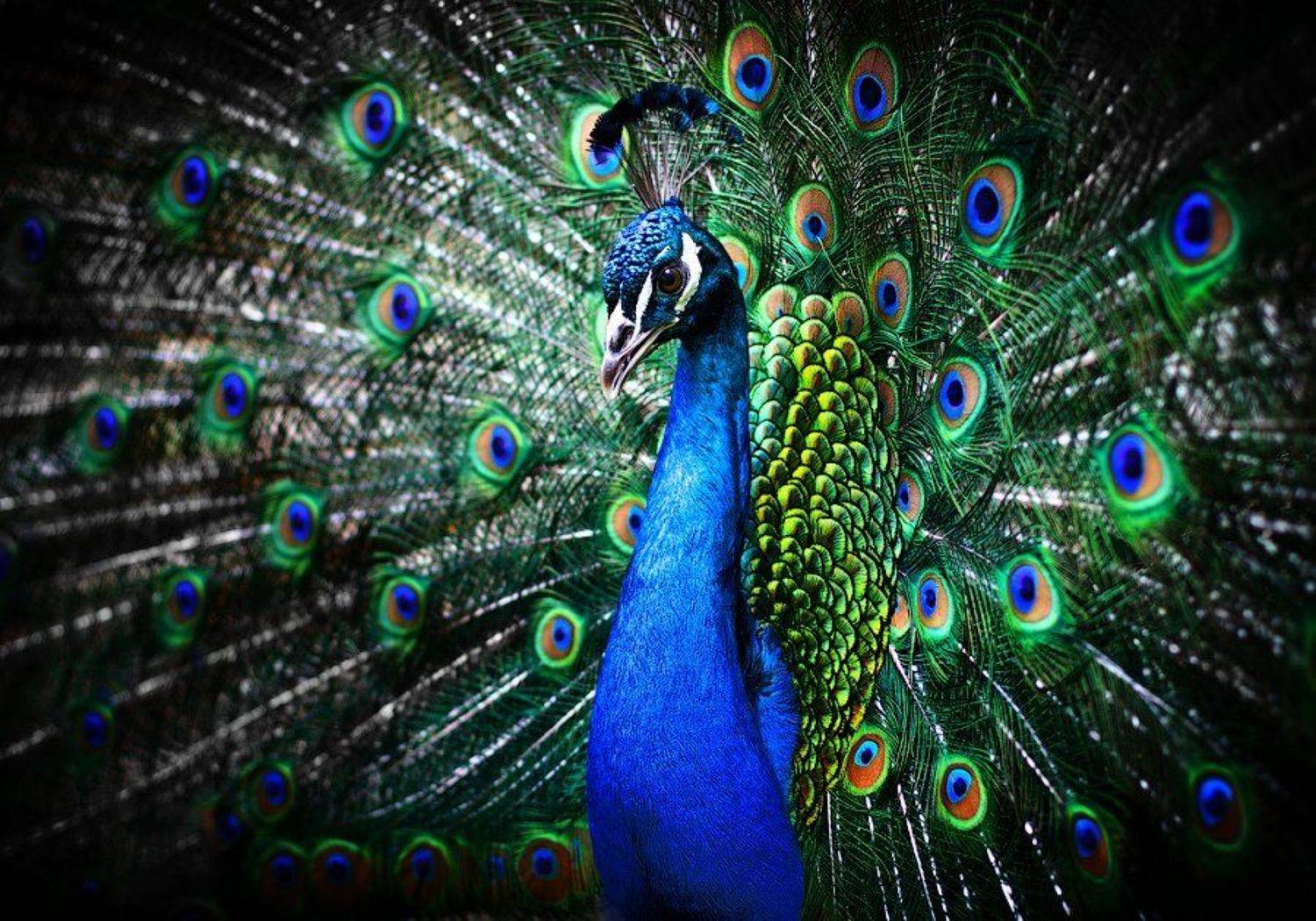 , Михаил Палинчак