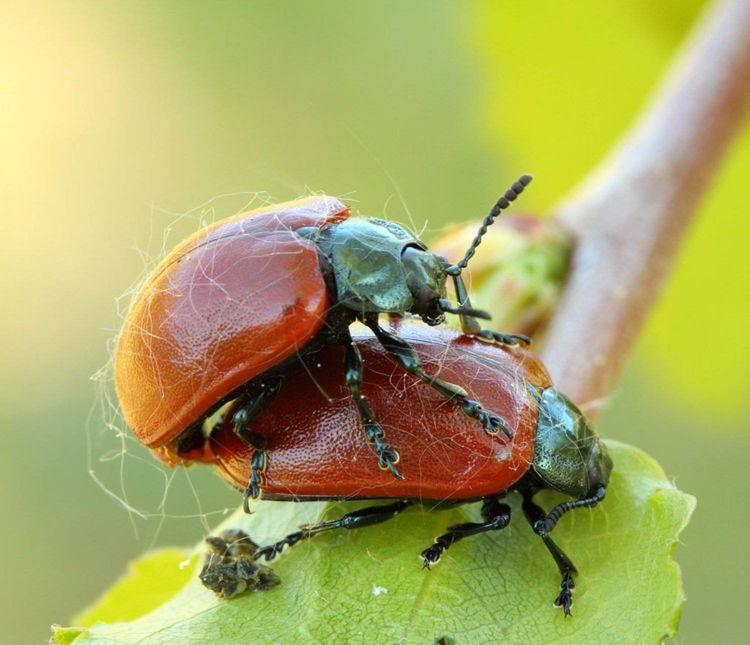 , Сергей Таланов
