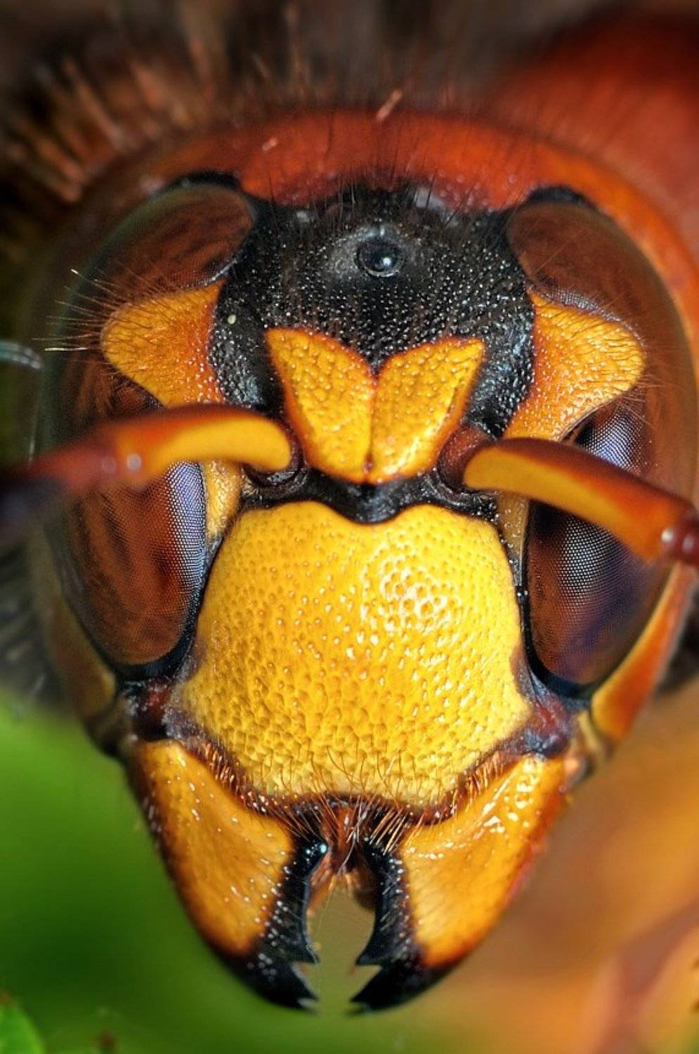 шершень, Курочкин Валерий