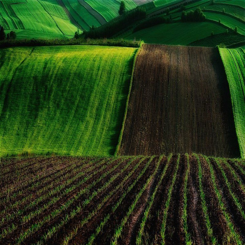 Поля_2 фото превью