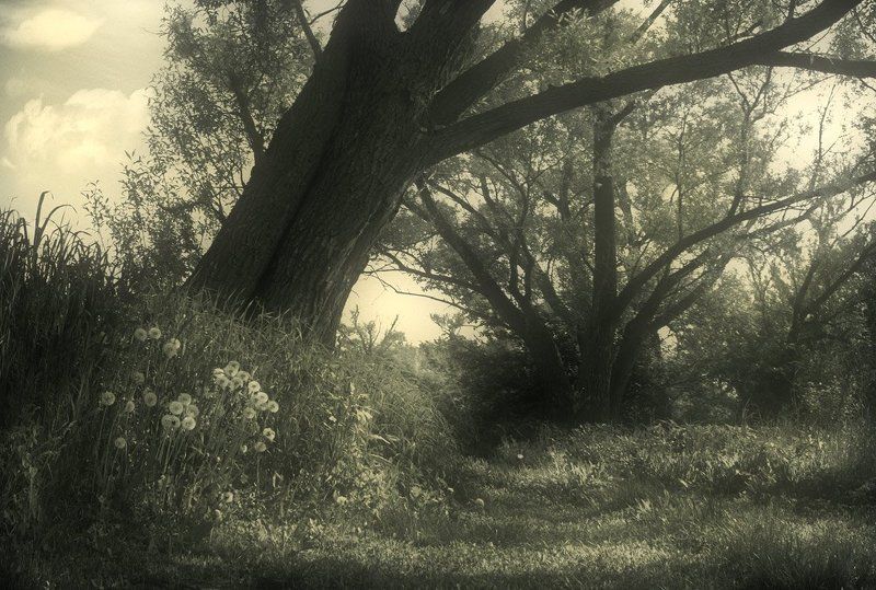 * * * фото превью