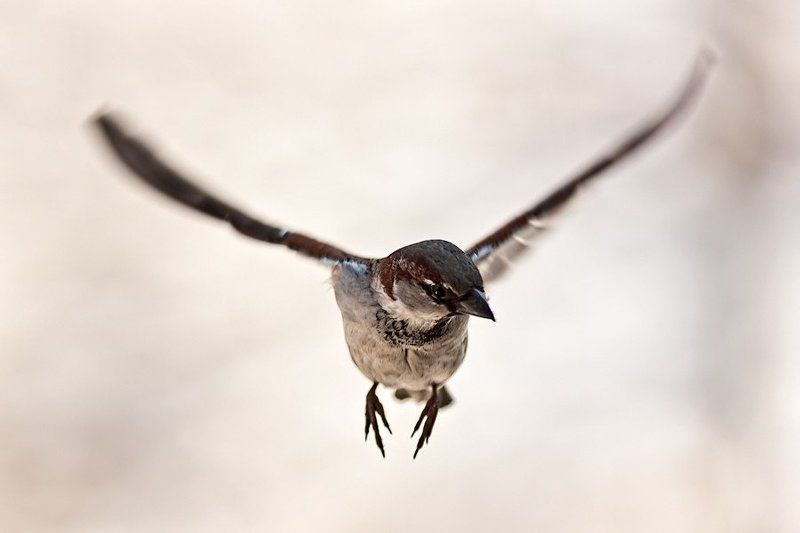 Воробьи фото превью