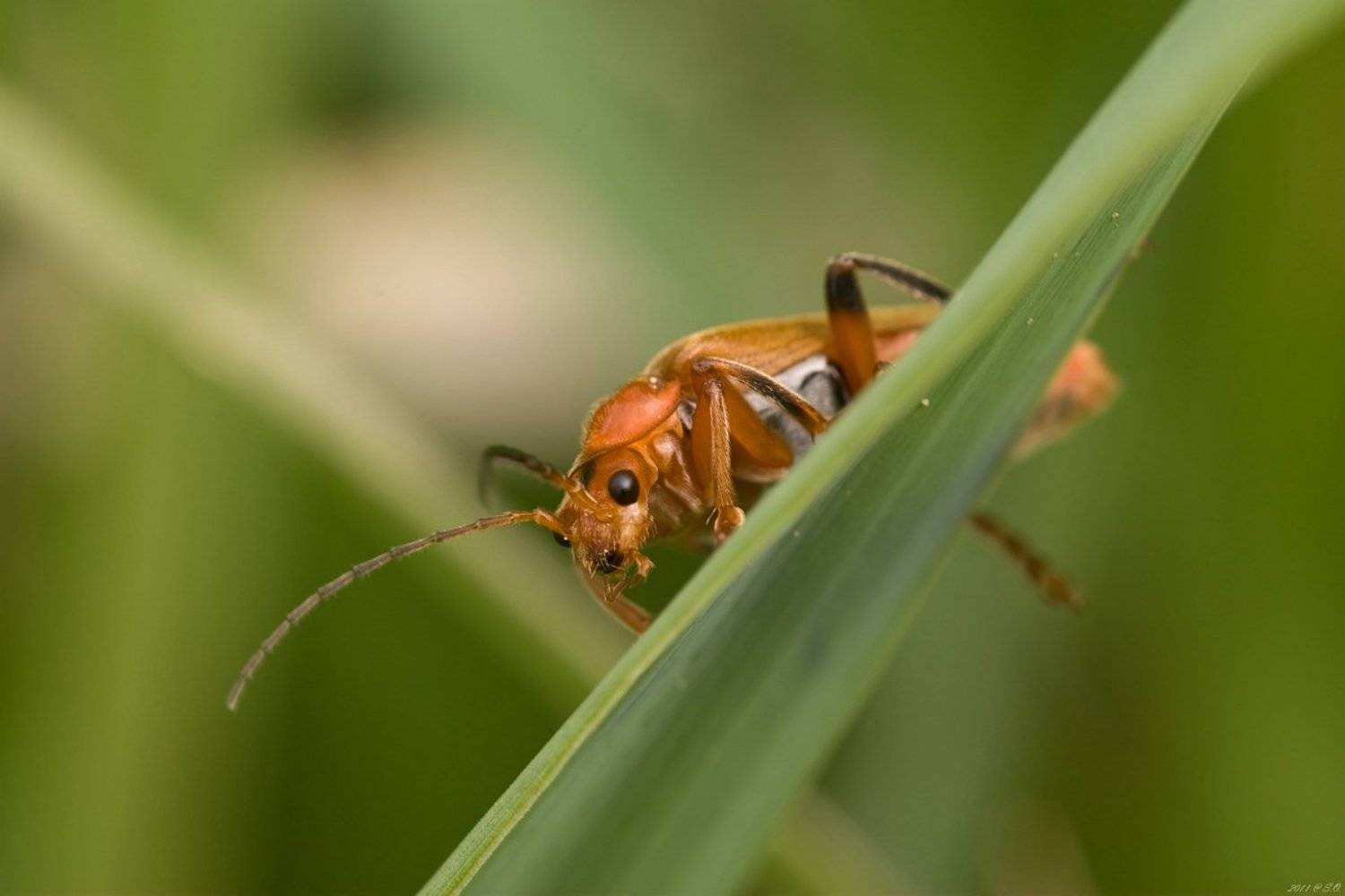 мягкотелки, , , soldier, , , beetle, , , weichkaefer, , , cantharidae, Eustignos Sergej