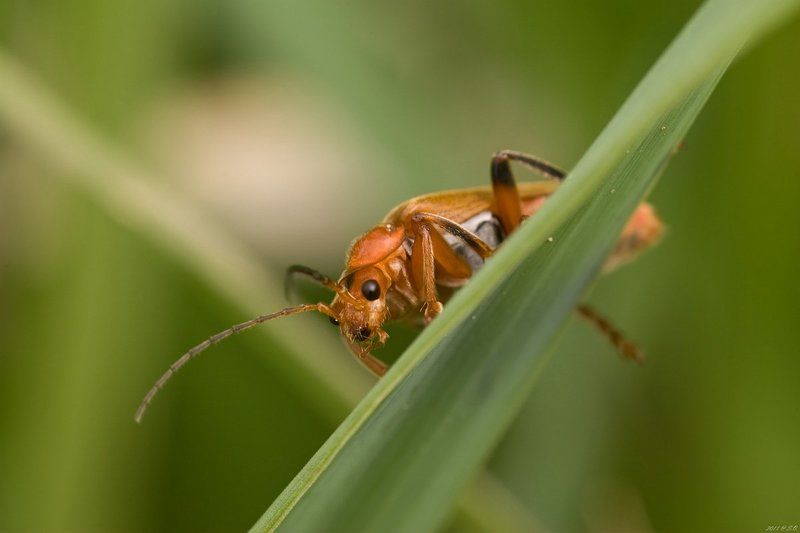 мягкотелки, , , soldier, , , beetle, , , weichkaefer, , , cantharidae Застенчивый фото превью