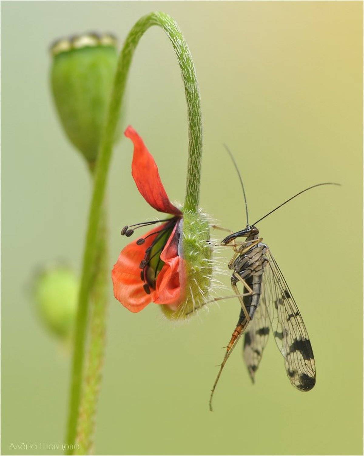 скорпионница, мак, Алёна Шевцова
