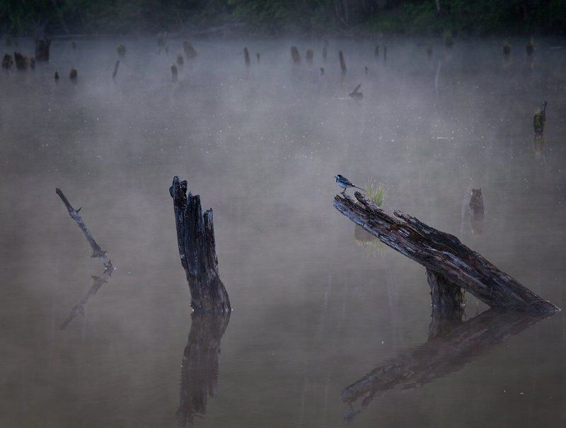 там леший бродит... фото превью