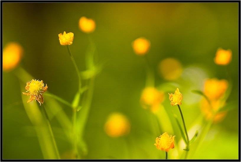 , Бурлов Андрей