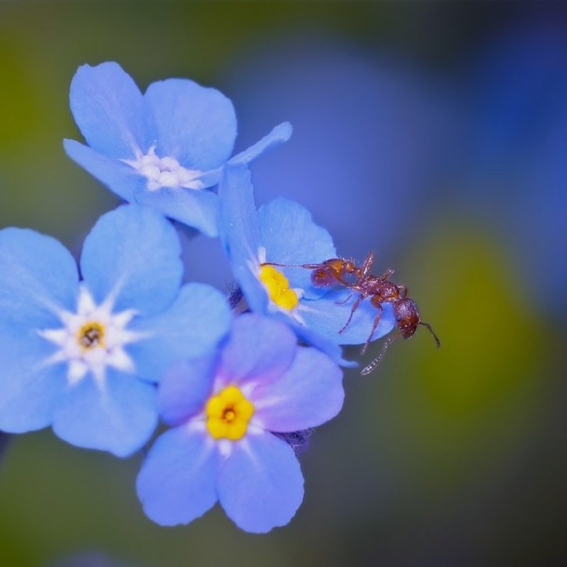 *** фото превью