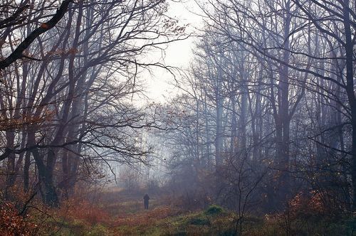 Таинственный лес (гномы существуют)