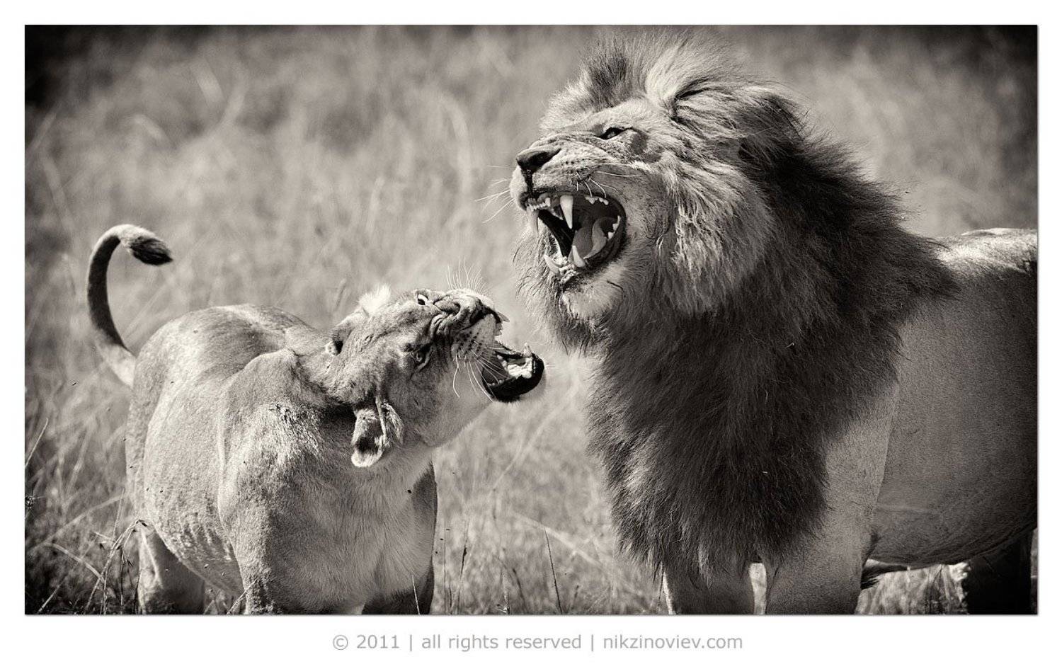 лев, львица, дикая природа, животные, африка, николай зиновьев, Николай Зиновьев
