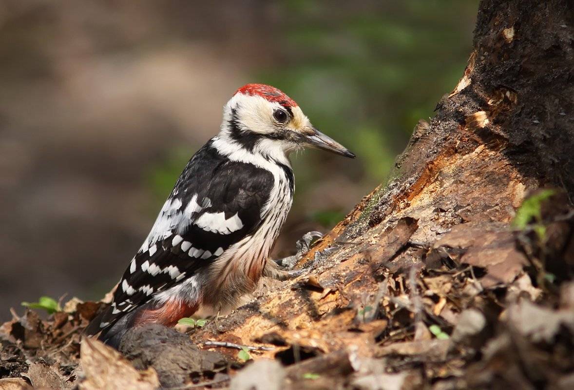животные, птицы, дятел, Зоя Лаптева