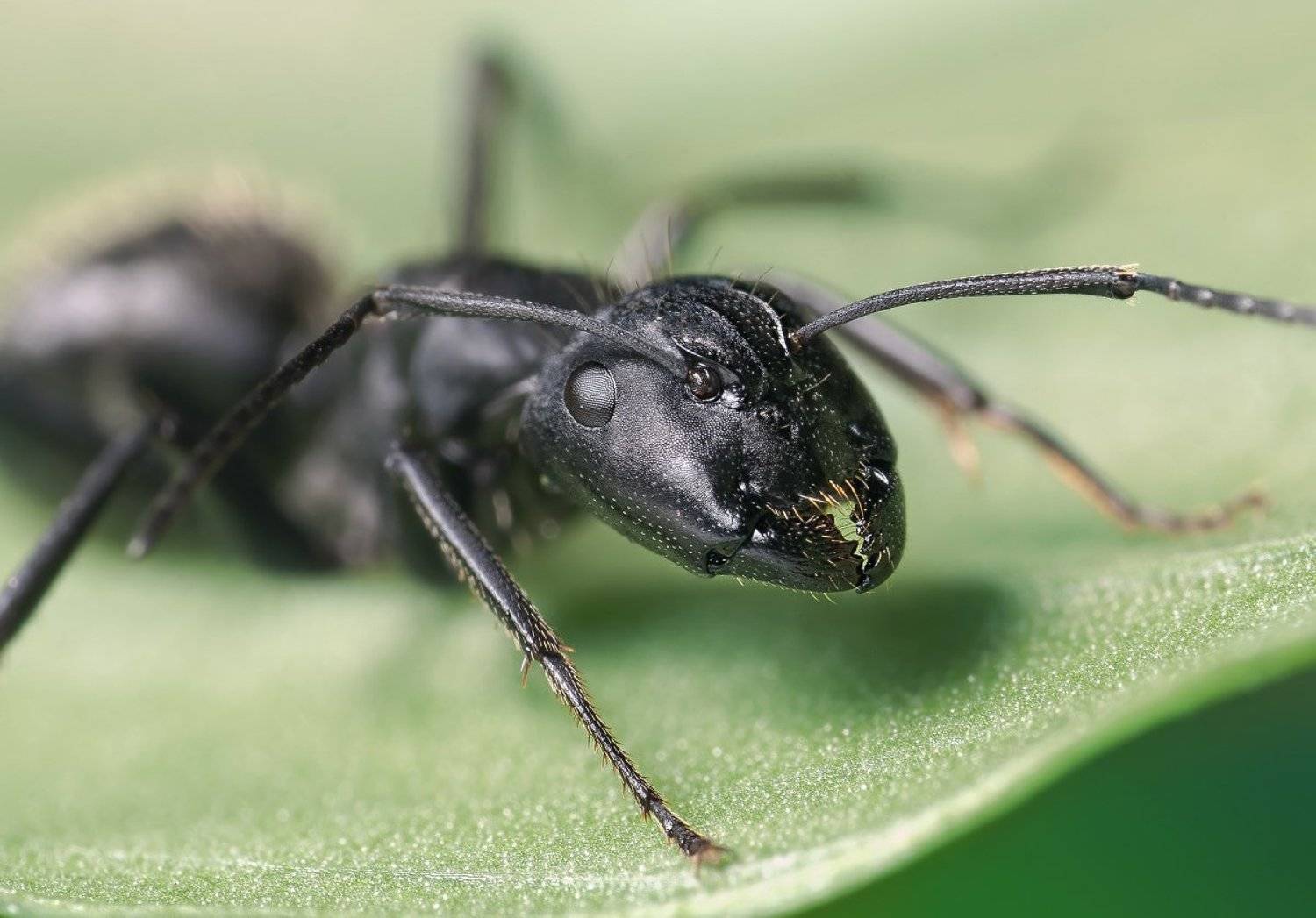 макро, муравей, портрет, micro-nikkor af 105mm f/2.8d,   nikon d80, Александр Кириченко