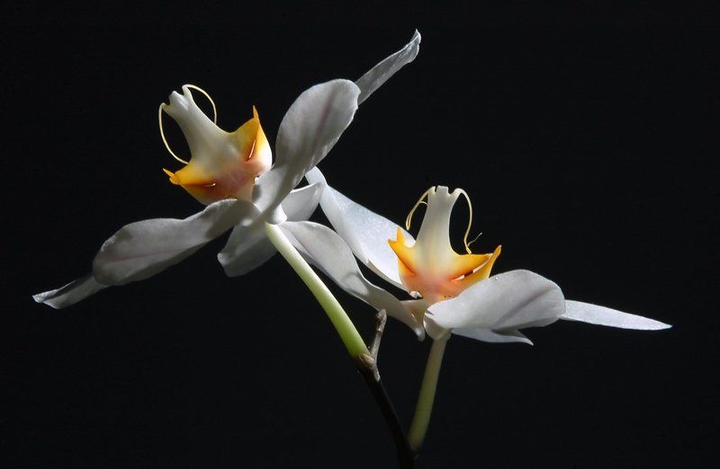 белый танец фото превью