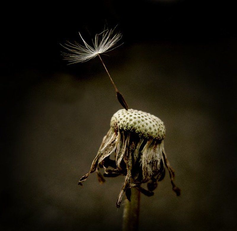 Последний фото превью