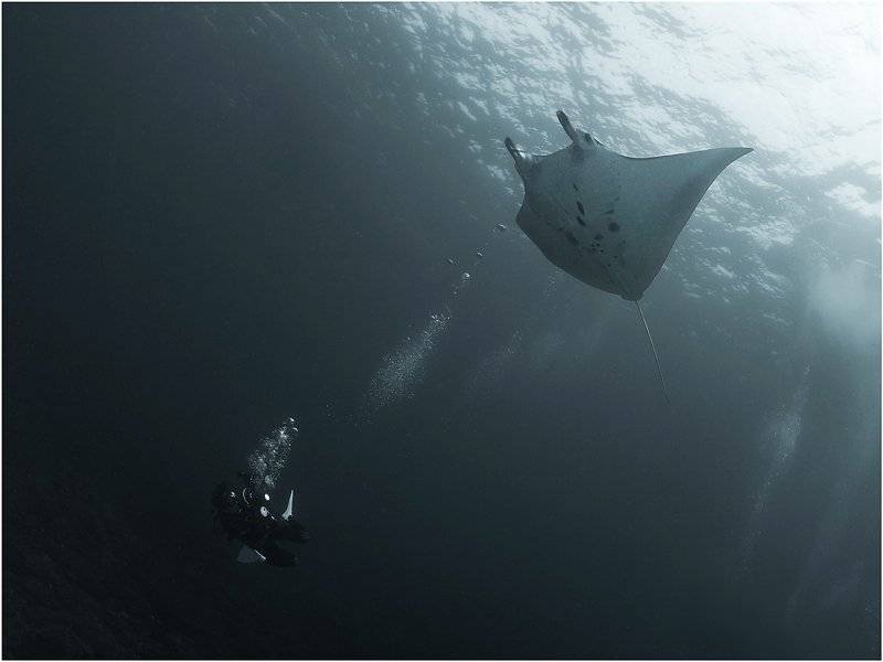 манты, индонезия, бали, дайвинг, Олег Федин