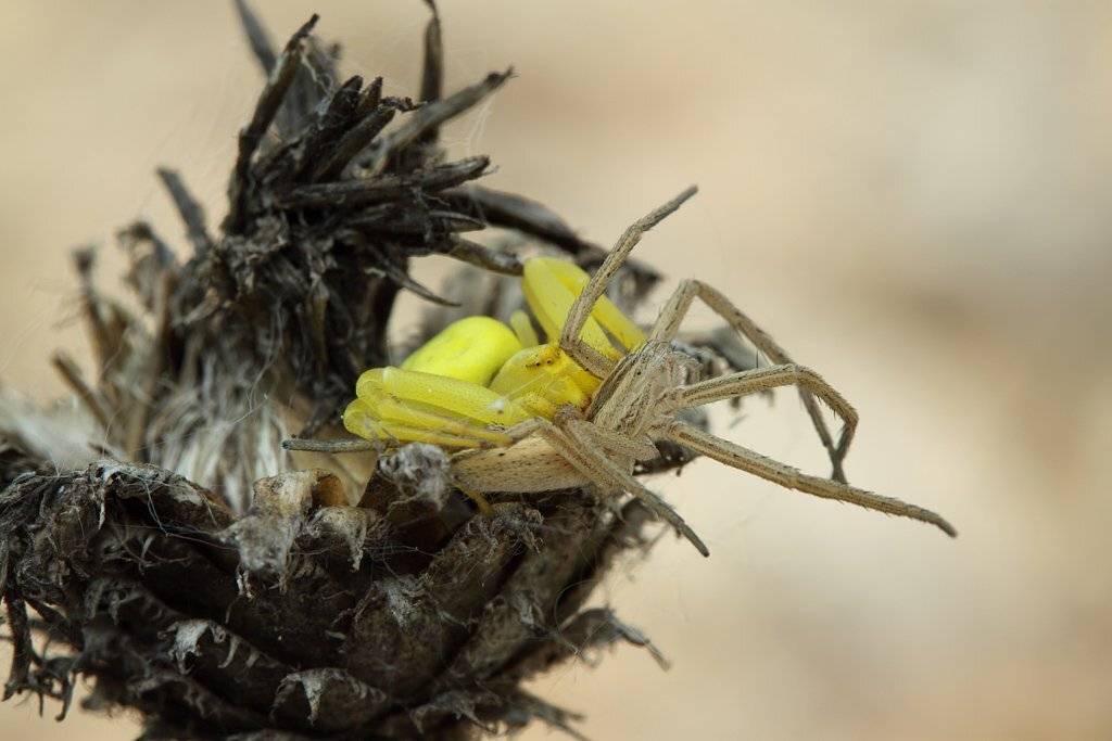 , Сергей Таланов