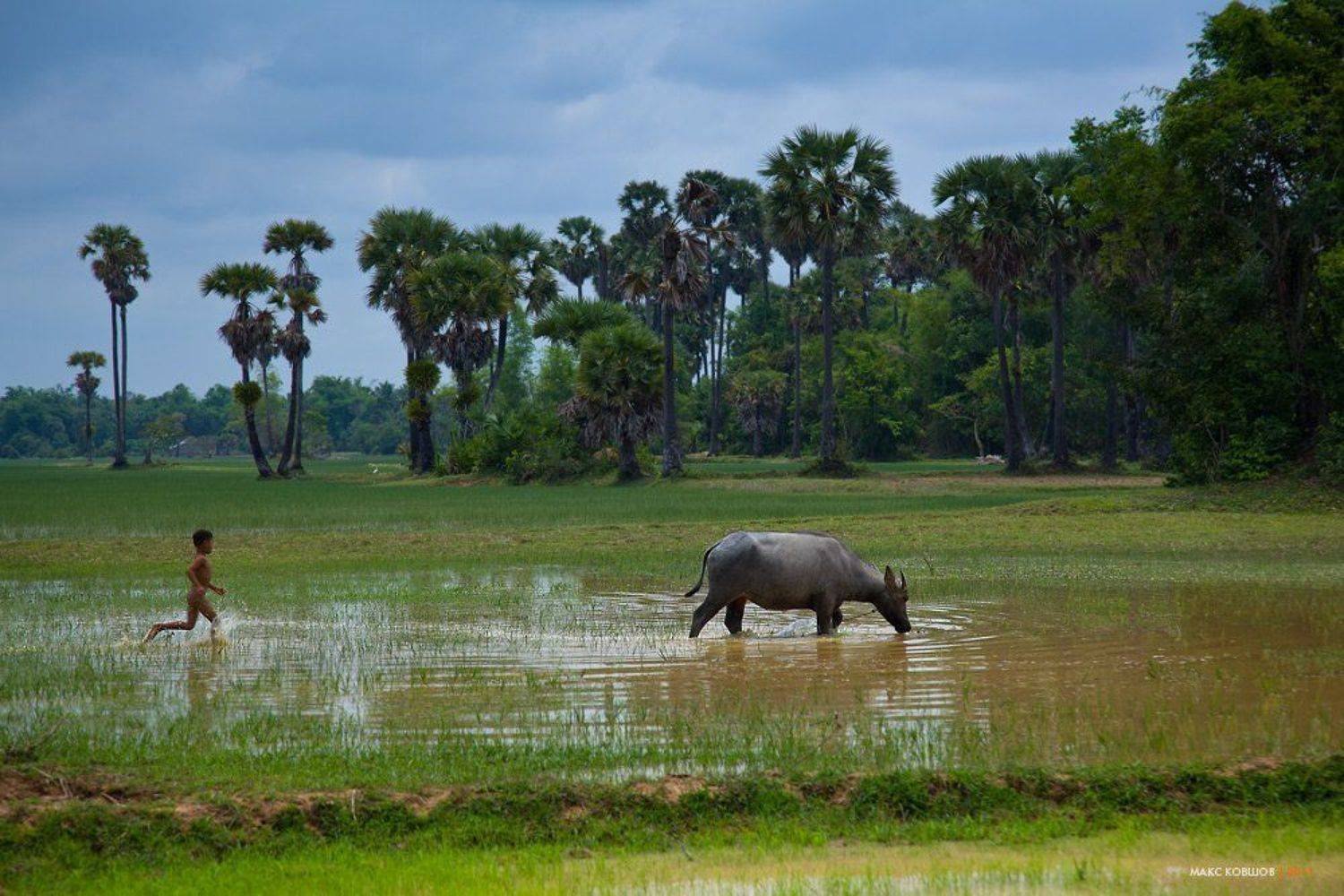 камбоджа, рис, буйвол, мальчик, деревня, пастораль, Макс Ковшов