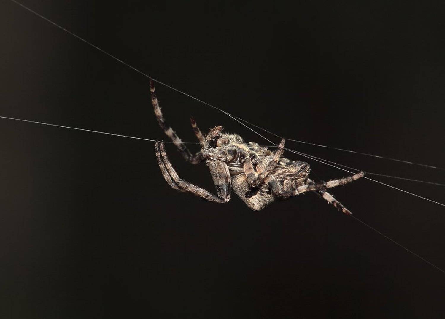 весна, паук, паутина, Олег Сурьянинов