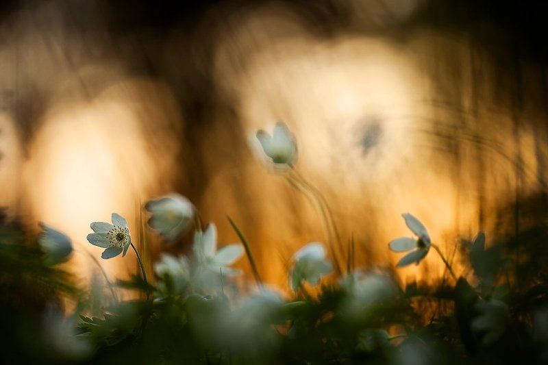 ветреничка дубравная, весна, цвет Отцветая фото превью