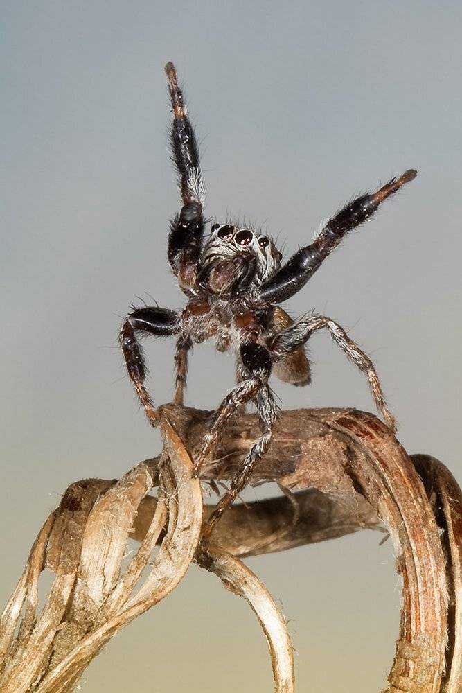 паук, скакун, Linas T