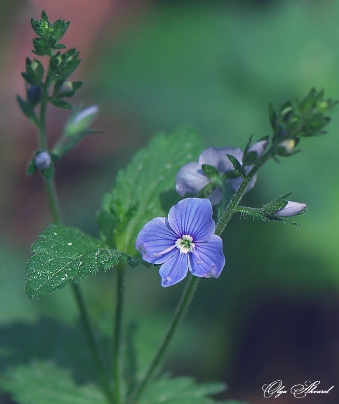 цветы вероника фото превью