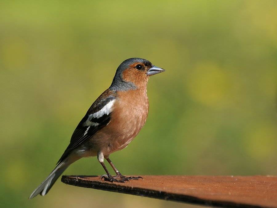 весна, природа, птицы, зяблик, самец, Ирина Фурашова