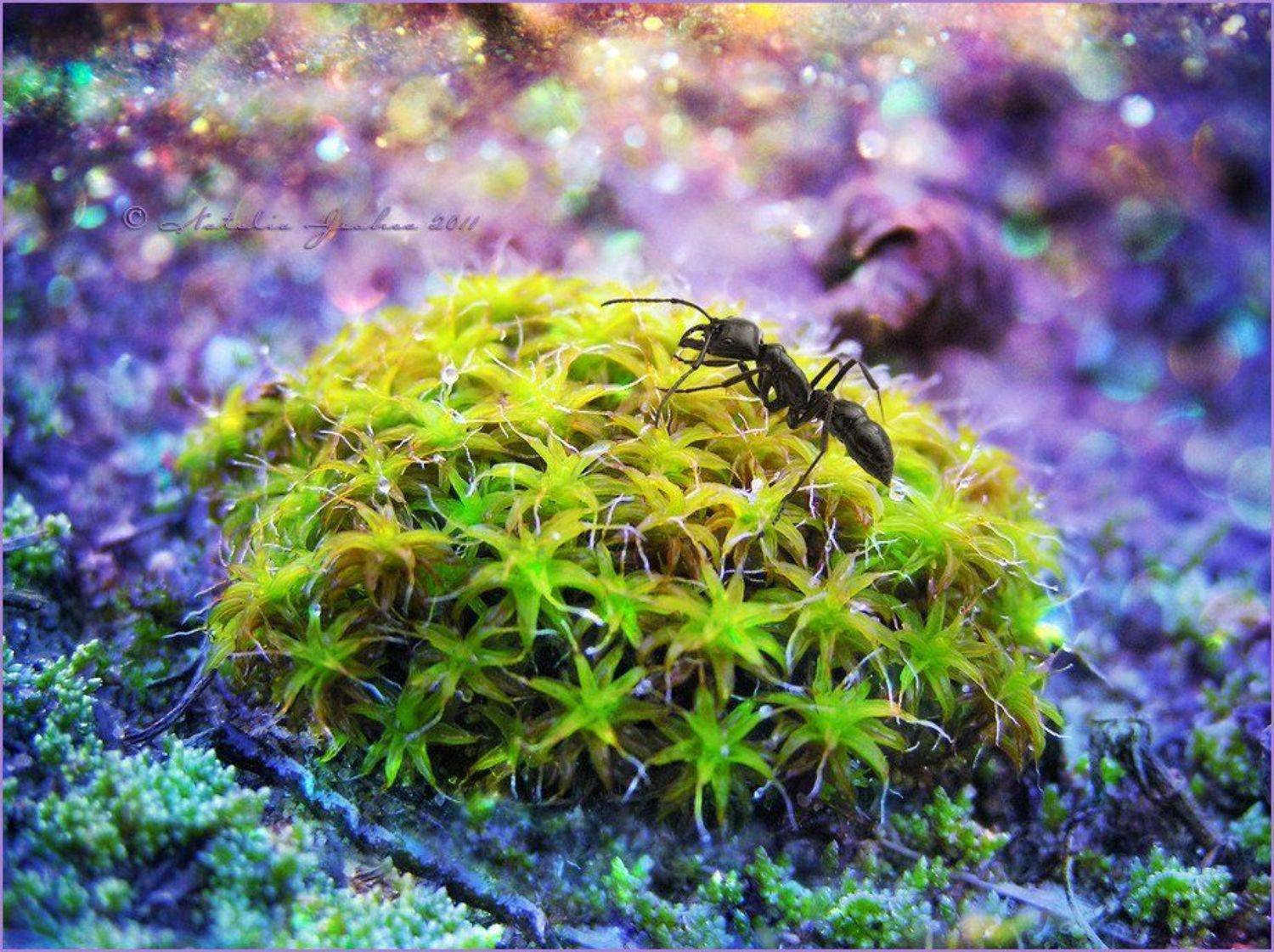 drop, water, air, капля, вода, воздух, natalia, jeshoa, art-macro, арт-макро, Natalia Jeshoa