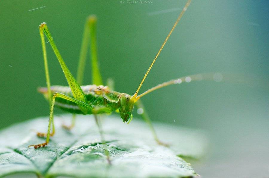 кузнечик, саранча, зелень, макро, природа, насекомое, Бурчакова Юлия