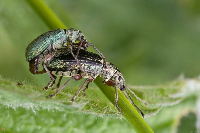 долгоносик, ruesselkaefer, curculionidae, weevil Узы любви II фото превью