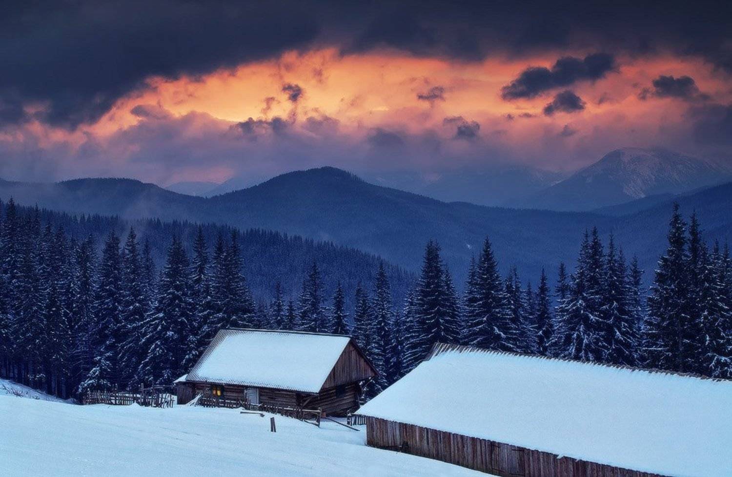 , Денис Кривой