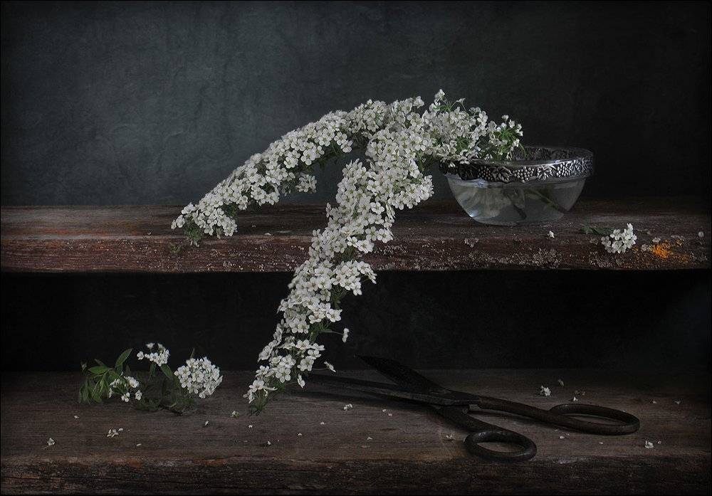 , Елена Соловьёва