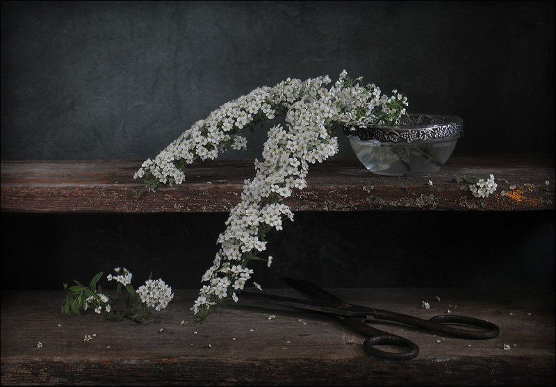 О срезанной спирее... фото превью