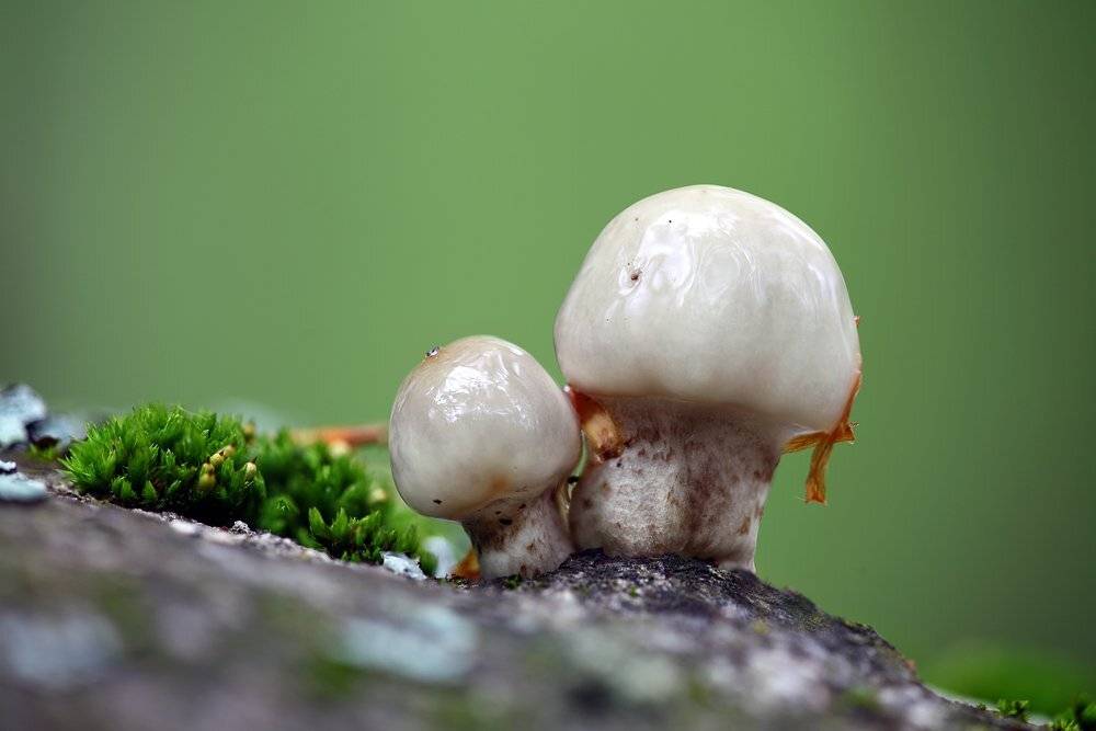 , Михаил Псарёв