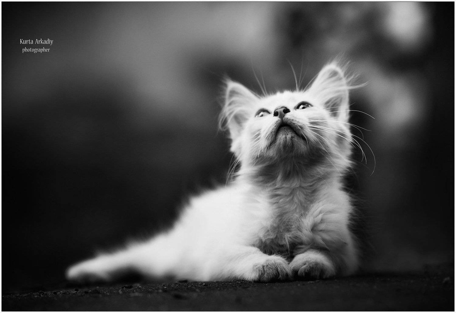 arkadiy, kurta, Аркадий Курта