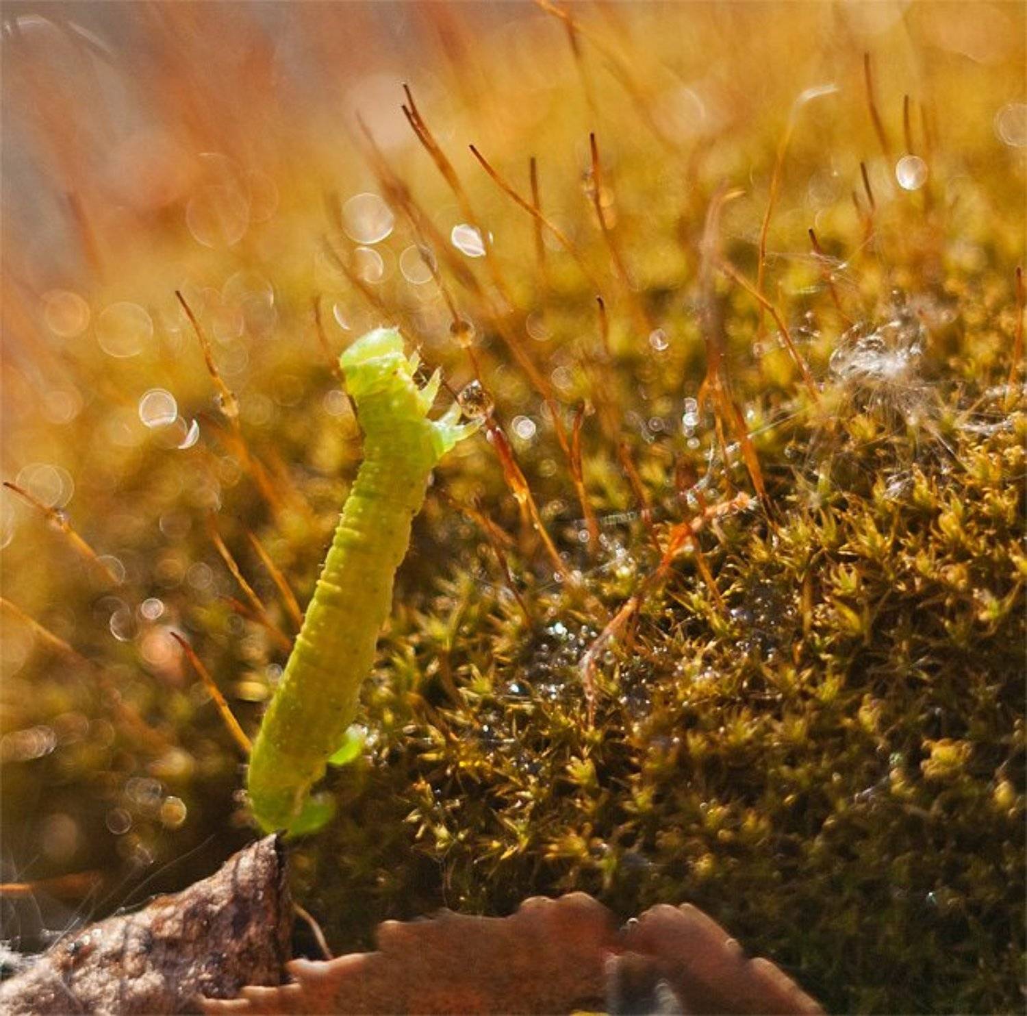 , Гера Холодная