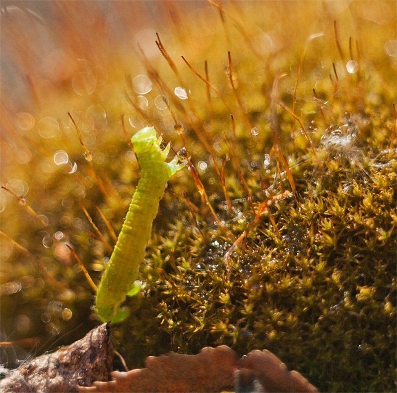 Сбор воды фото превью