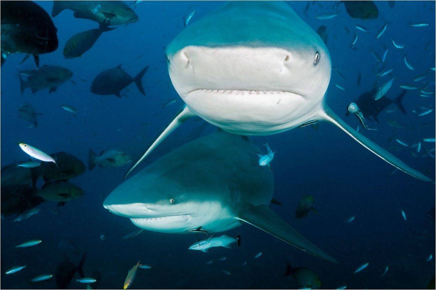 bull, shark, fiji, Сергей Шанин