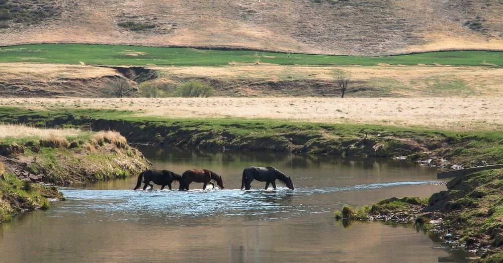 , Николай Морский