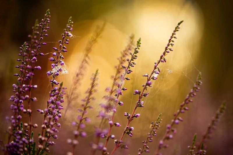 вереск, вечер, палитра в паутинках фото превью