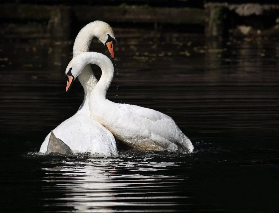 животные, птицы, лебеди, Зоя Лаптева