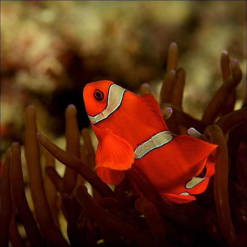 underwater, sipadan, fish, anemone, clown, red Стильный фото превью