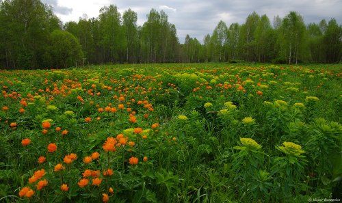 Западная Сибирь. Конец мая.