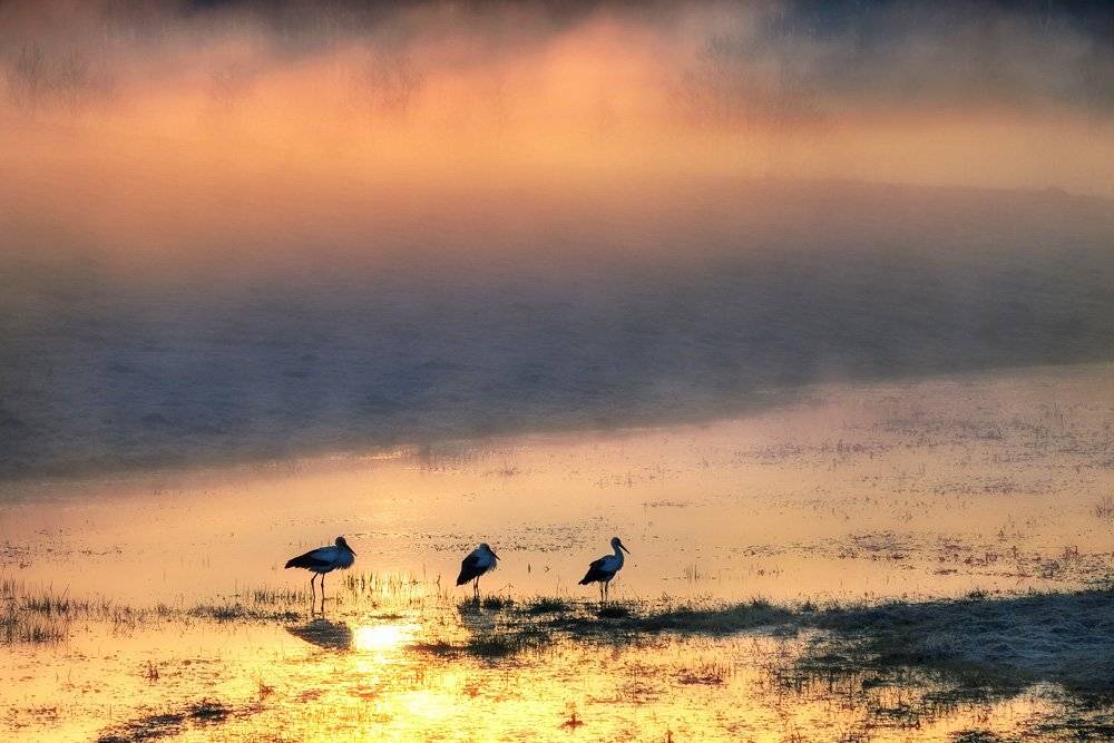 , Rimantas Bikulcius