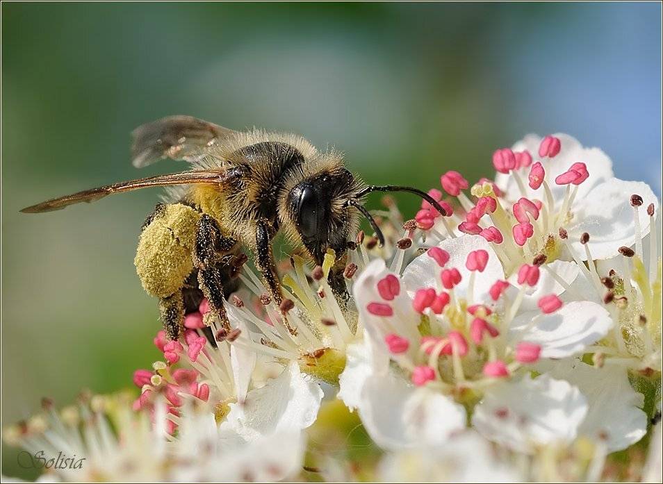 насекомые, макро, весна, пчела, Солисия