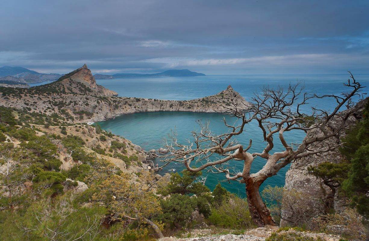 крым, украина, новый, свет, караул, оба, разбойничья, бухта, чёрное, море, дерево, небо, облака, Александр