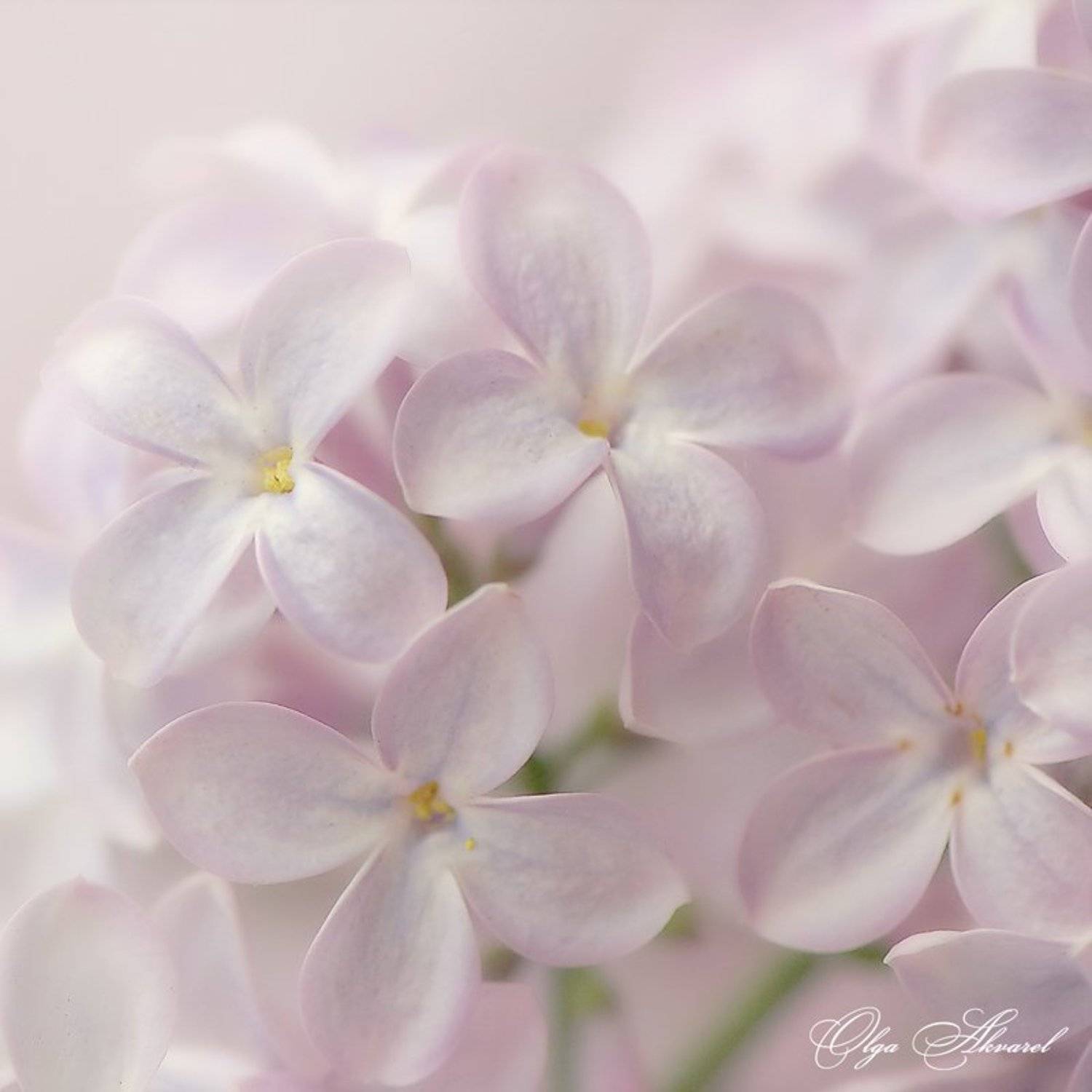 сирень,цветы, akvarel