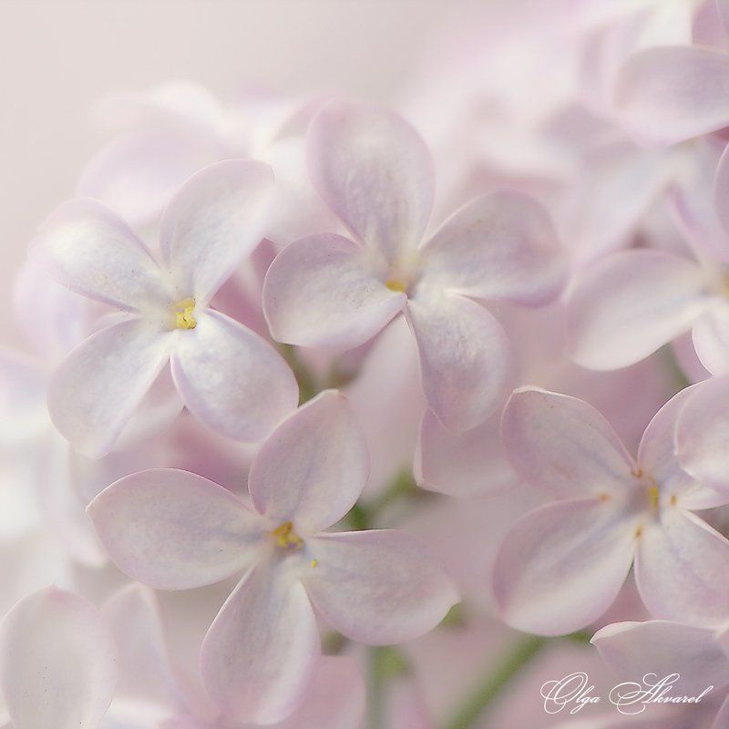 сирень,цветы сирень фото превью