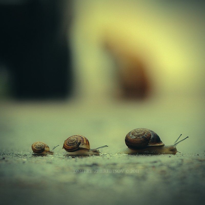 escargot As car goes фото превью