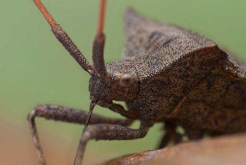 макро, клоп, портрет, micro-nikkor af 105mm f/2.8d,   nikon d80 Парфюмер фото превью